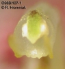 Bulbophyllum immobile  (12)